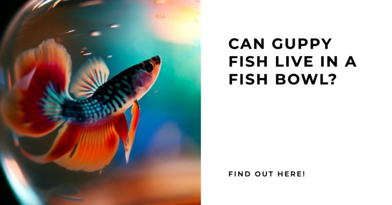Can Guppy Fish Live in a Fish Bowl?