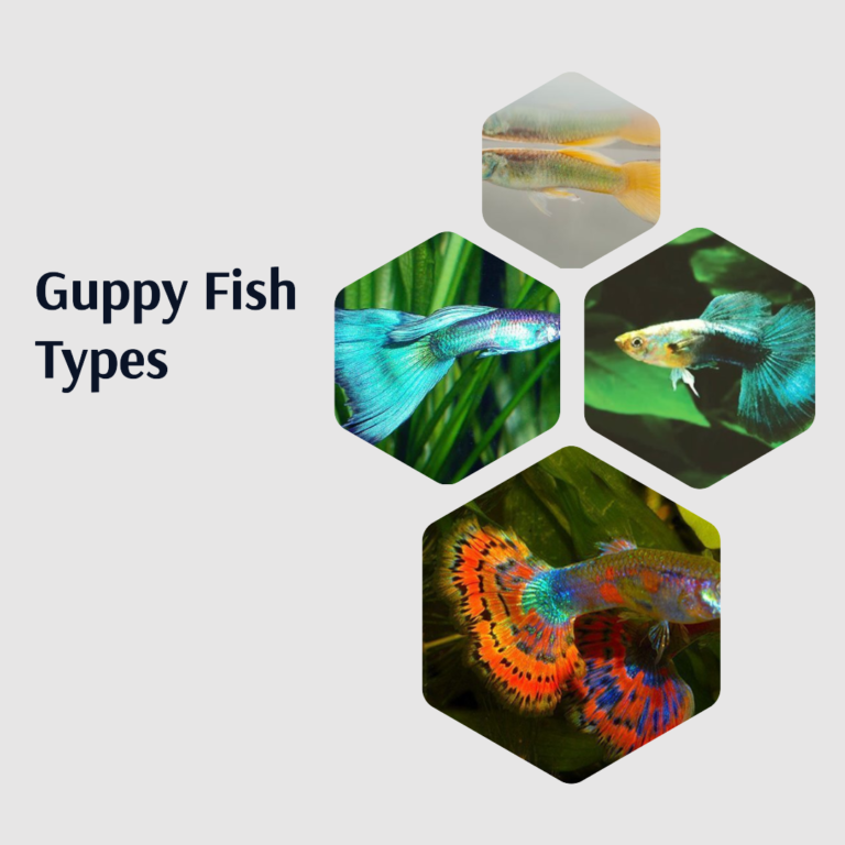 Exploring the World of Guppy Fish: A Guide to Varieties and Care