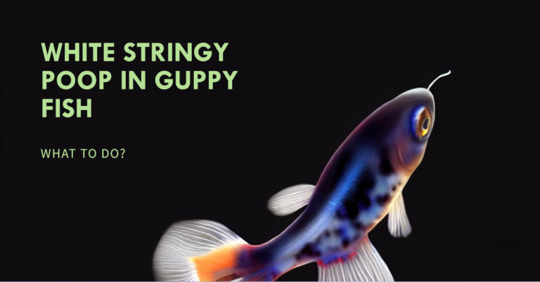 White Stringy Poop in Guppy Fish – Is My Guppy Sick?