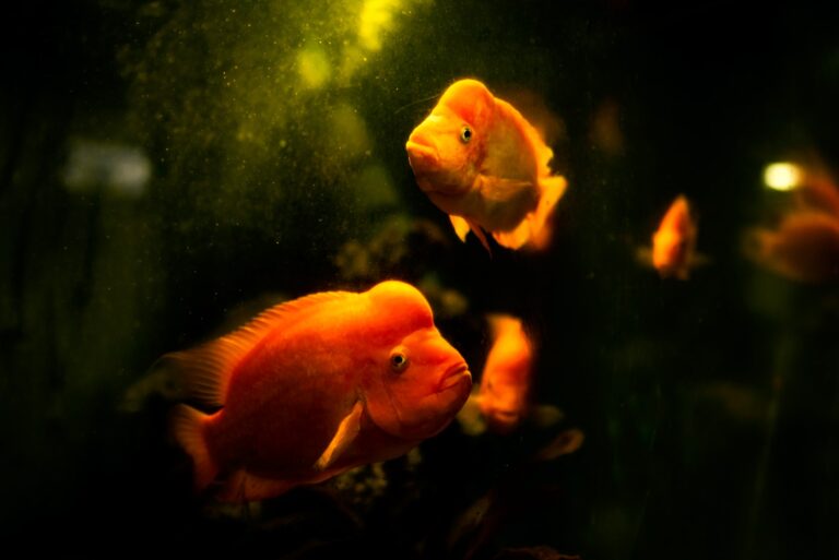 Complete Guide to Goldfish Tankmates: A Perfect Match for Your Aquarium